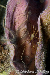 Arrow Crab sitting in a sponge by Barbara Schilling 